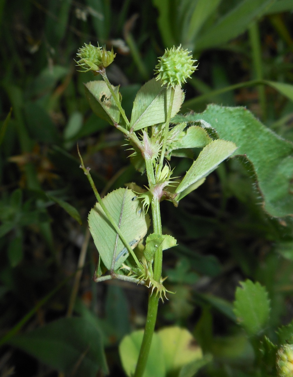 Medicago murex Willd. / Erba medica pungente